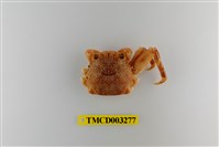 藏品(鱗形斜紋蟹)的圖片